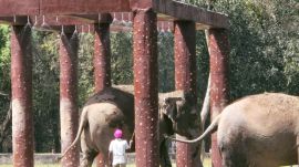 chhatbir zoo, mohali zoo, punjab,
