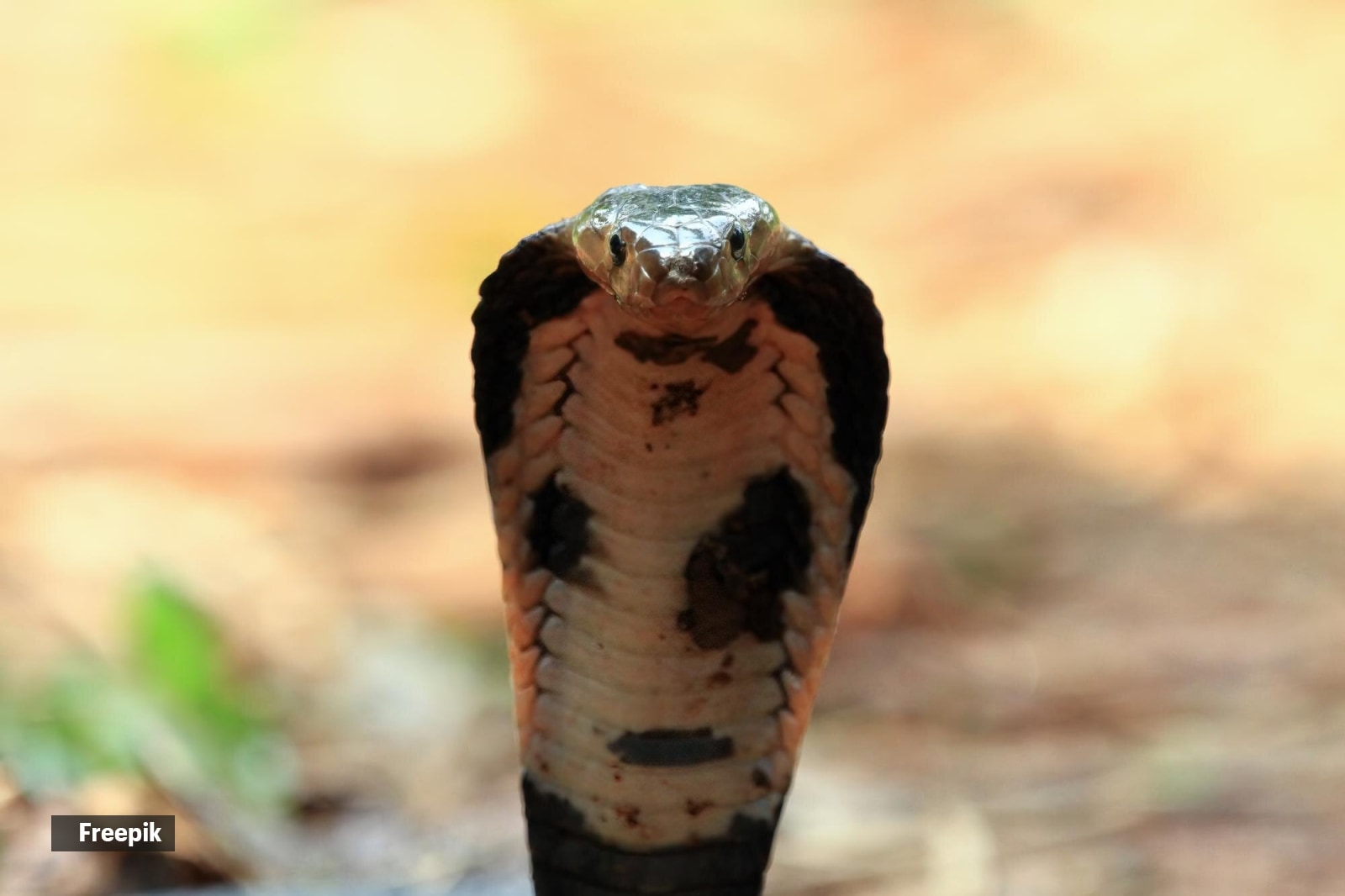 venomous snake