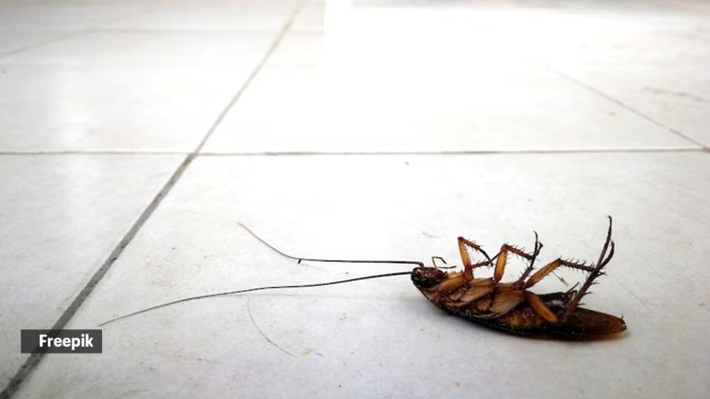 cockroach