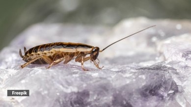 cockroach