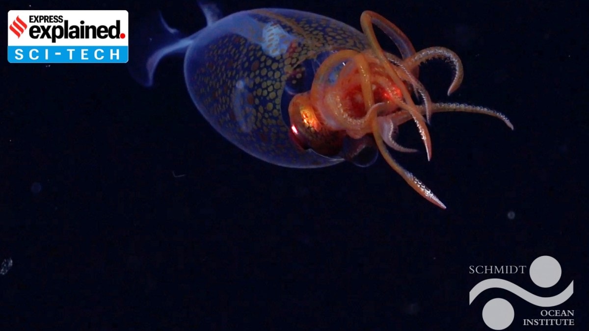 This is the first confirmed live observation of the colossal squid, Mesonychoteuthis hamiltoni, in its natural habitat.