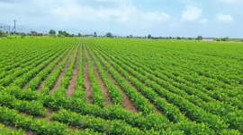 cotton farming in north india
