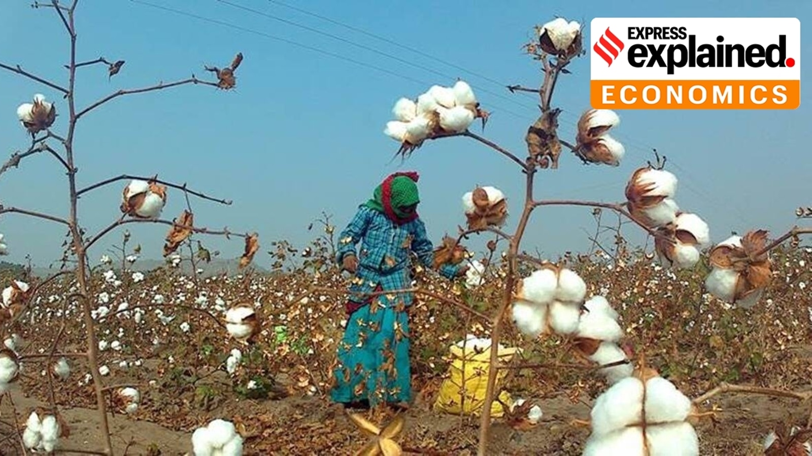 Crisis in the cotton fields