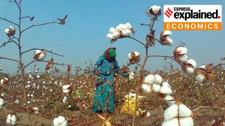 Crisis in the cotton fields