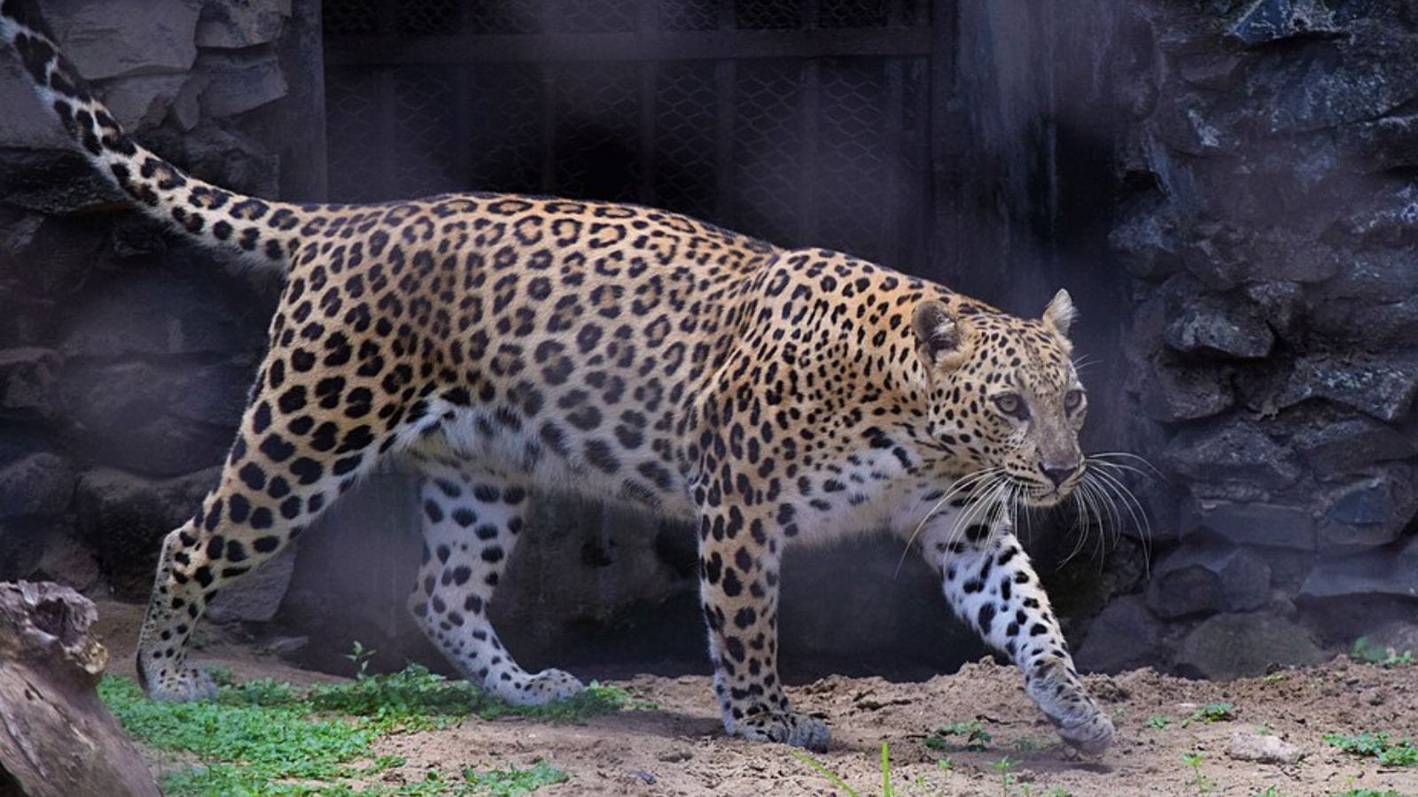 This is not the first time big cats have been spotted near human habitation in Pune. Leopard sightings in urban areas have become increasingly common, especially during the summer season.