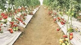 Punjab horticulture
