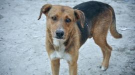 dog, noida, man drags dog by car,