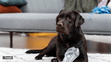 Dogs and trash