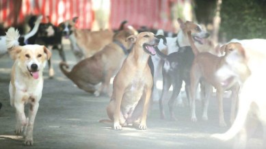 stray dog, cleanliness, chandigarh