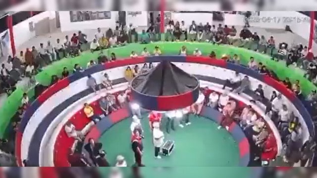 ecuador cockfight