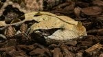 Discover the mysterious Gaboon viper — the world's most camouflaged snake with record-breaking fangs, deadly venom, and a surprisingly calm personality