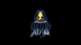 What most of us recognise as a jellyfish is actually the final stage of their life cycle