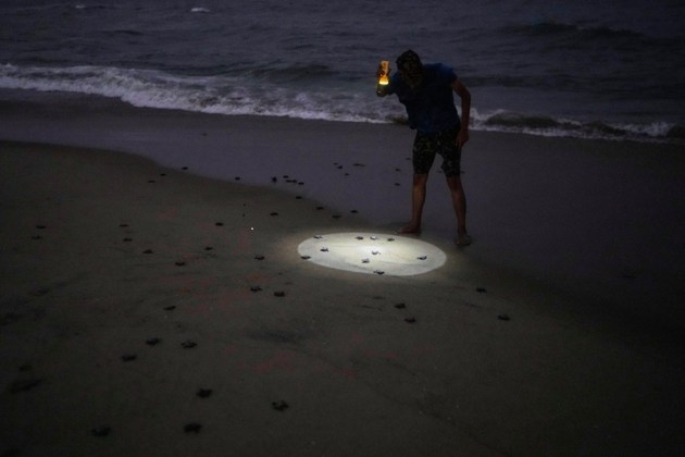 India Turtle Photo Gallery
