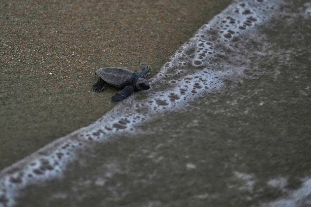 India Turtle Photo Gallery