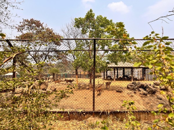 katraj zoo