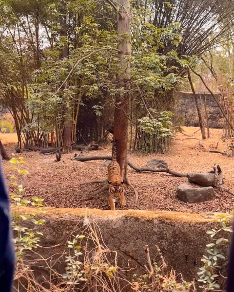 pune zoo