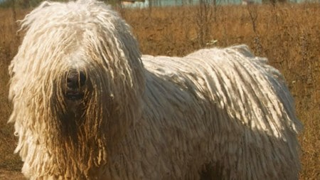 Meet the Komondor, a loyal Hungarian sheepdog with natural cords of hair that resemble dreadlocks. Here's what makes it so special.