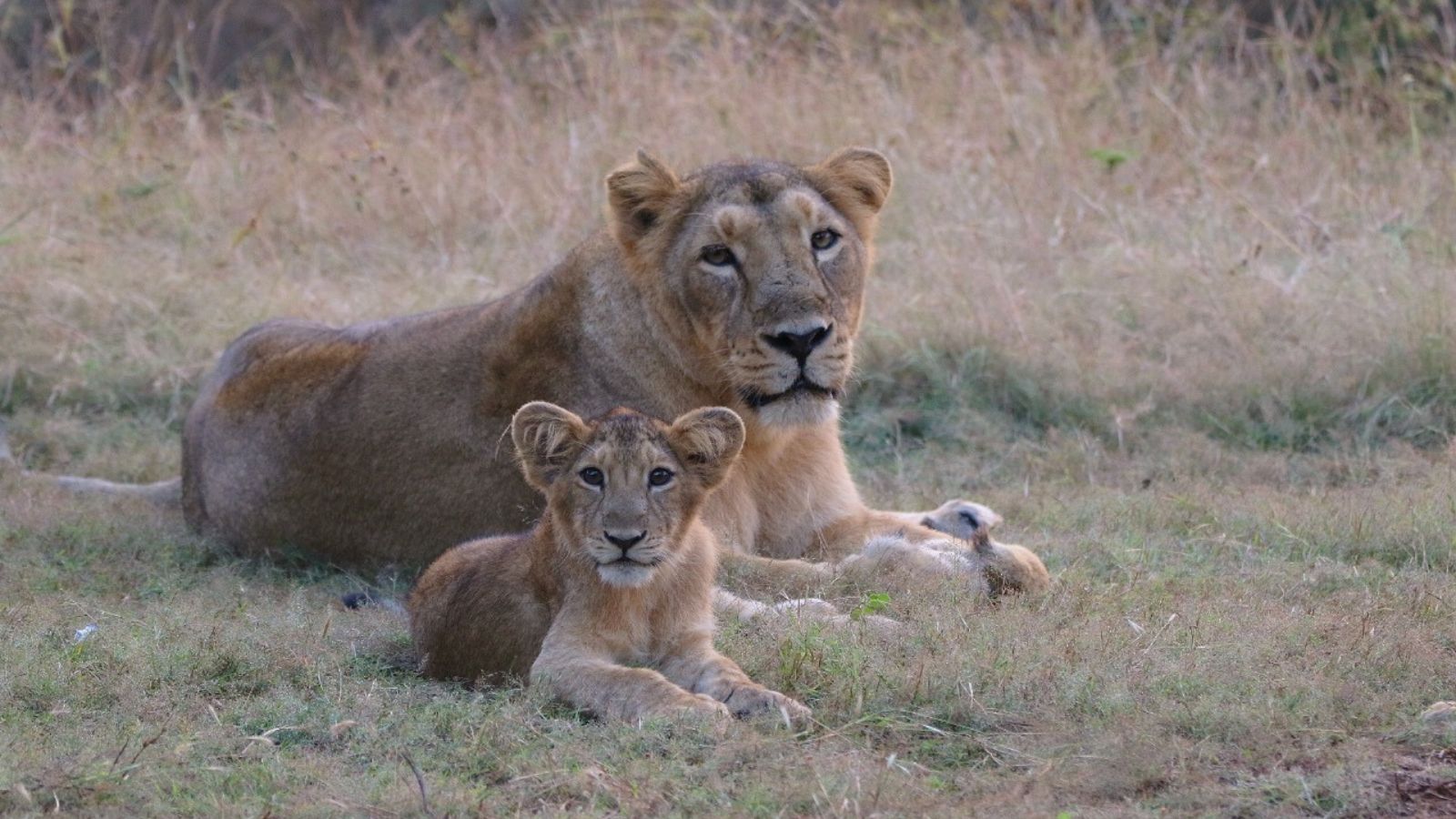 Asiatic lion census to be carried out in Gujarat from May 10 to 13 | Ahmedabad News