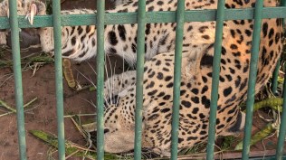 leopard captured, hyderabad, indian express