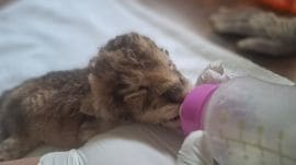 Born on Sunday as part of a rare litter of four—the first in 16 years at the Delhi zoo—the cub initially remained with its mother, five-year-old Mahagauri.