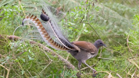 Discover the enchanting lyrebird of Australia, a forest-dwelling bird known for its astonishing ability to mimic sounds