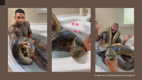 The anaconda, surprisingly relaxed, coils around him as he gently cradles it in the water