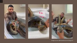 The anaconda, surprisingly relaxed, coils around him as he gently cradles it in the water