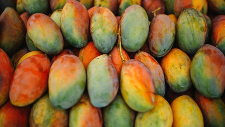 mangoes, brain and gut health, health and wellness, indian express