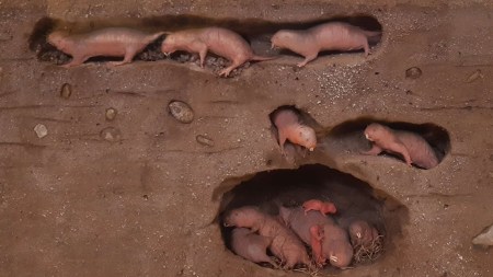 Discover 10 fascinating underground animals and how they survive beneath the surface