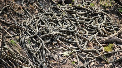 Discover the annual spring spectacle in Narcisse, Canada, where tens of thousands of red-sided garter snakes gather for the world's largest mating event.