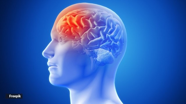 brain