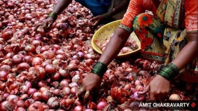 onion procurement nafed