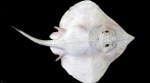 In 2023, scientists stumbled upon an active underwater volcano off the coast of British Columbia — and with it, an extraordinary Pacific white skate nursery hidden in the deep sea.