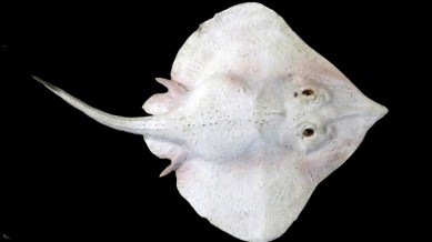 In 2023, scientists stumbled upon an active underwater volcano off the coast of British Columbia — and with it, an extraordinary Pacific white skate nursery hidden in the deep sea.