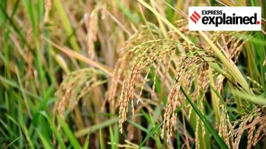 In the 2024-25 paddy procurement season in Punjab, farmers faced challenges due to high moisture content in their crops, leading to delays in procurement and reduced payments.