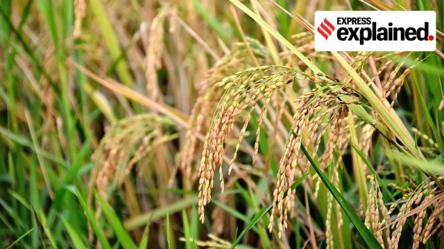 In the 2024-25 paddy procurement season in Punjab, farmers faced challenges due to high moisture content in their crops, leading to delays in procurement and reduced payments.