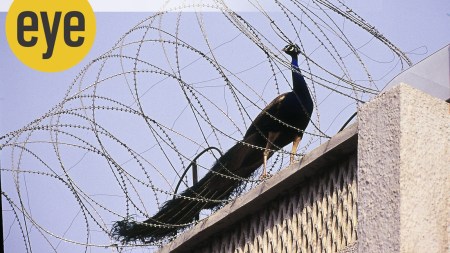 While scientists accept that the long train could be an encumbrance, judging by this photograph of the peacock in the razor wire coil, he clearly managed to get out safely