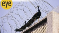 peacock tail While scientists accept that the long train could be an encumbrance, judging by this photograph of the peacock in the razor wire coil, he clearly managed to get out safely