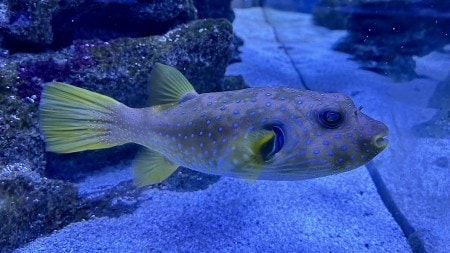 Discover the top 10 most dangerous animals in the world