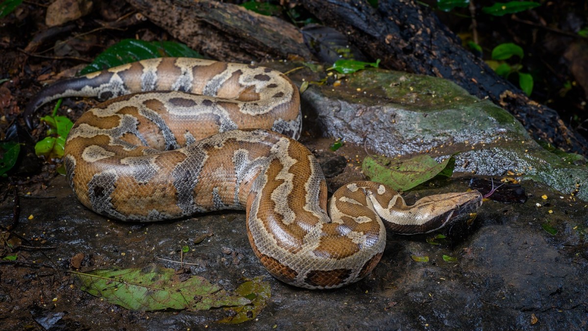 Snakes Python's Country Are Python Snakes Dangerous