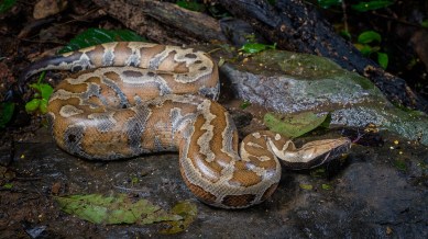 Explore the wild showdown between the King Cobra and the Python. Who's more powerful, who’s more dangerous, and what happens when they go head-to-head?