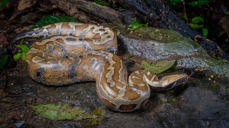 Explore the wild showdown between the King Cobra and the Python. Who's more powerful, who’s more dangerous, and what happens when they go head-to-head?