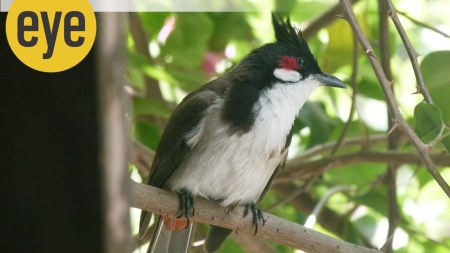 Red-whiskered bulbuls