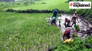 Punjab bans sale of hybrid paddy seeds: Everything you need to know
