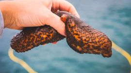 sea cucumbers