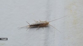 Silverfish can damage books, clothing, and food packages