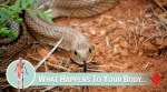 what happens to your body after a venomous snake bite, the right first aid steps, and when antivenom treatment can be life-saving.