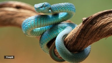 venomous snakes