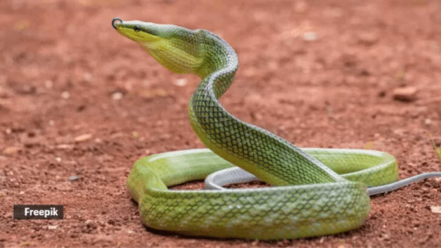 upsc, snakes, current affairs