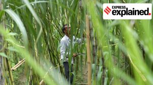 Explained: HC, govt orders on Maharashtra sugarcane payments, why they matter for the state